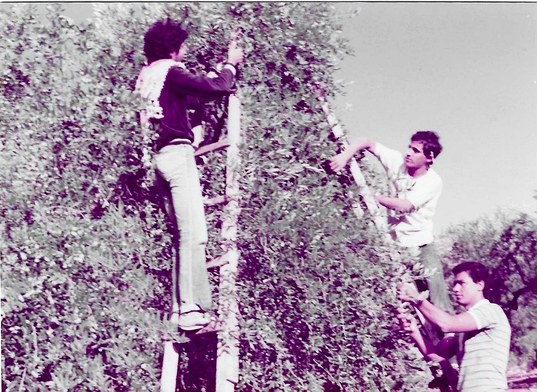 The Aziz family plucking olives from their olive trees in 1982, Palestine. (taken by Yara Aziz's great uncle)